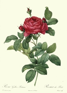 Rosa gallica · Redouté