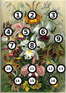 Orquídeas · Haeckel