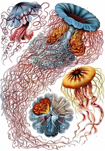 Medusas · Haeckel