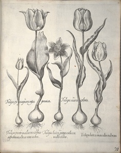 Tulipanes · Besler