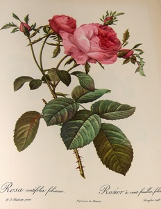Rosa centifolia · Redouté