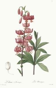 Lirio · Redouté